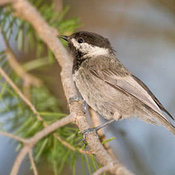 Mexican Chickadee